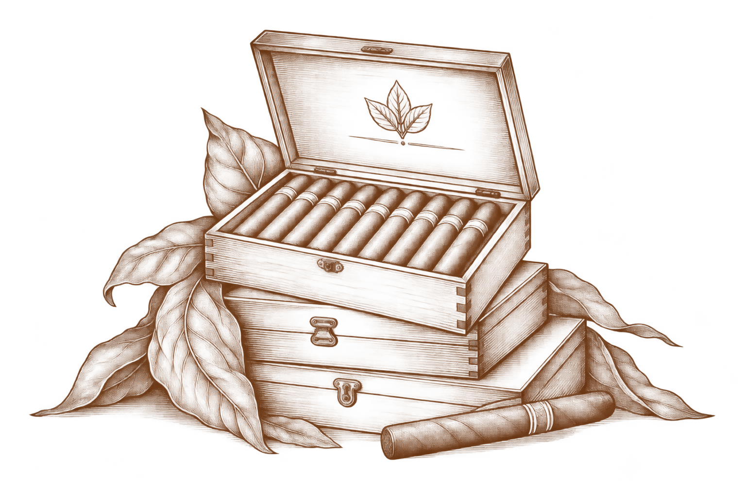Ilustración editorial de puros y cajas de madera